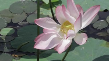 Sakin sularda zarafet çiçek açar.