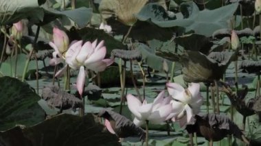 Sakin sularda zarafet çiçek açar.