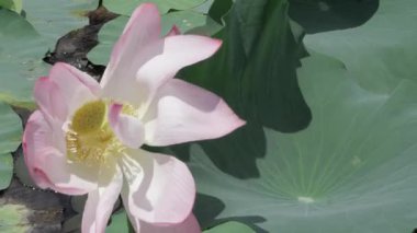 Sakin sularda zarafet çiçek açar.