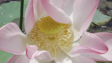 Huzurun kalbinde zarafet çiçek açar.