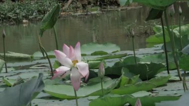 Sakin sularda zarafet çiçek açar.