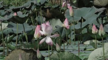 Sakin sularda zarafet çiçek açar.