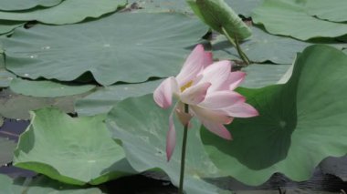 Göletin kalbinde barış çiçek açar.