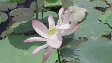 Sakin sularda zarafet çiçek açar.