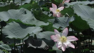 Nilüfer çiçekleri doğal cennetlerinde saf ve huzurludur.