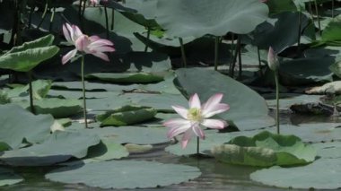 Nilüfer çiçekleri durgun ve saftır doğanın kalbinde yansıyan çekirdekte.
