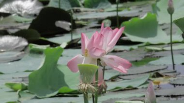 Sakin sularda zarafet çiçek açar.