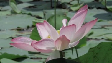 Sakin sularda zarafet çiçek açar.