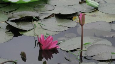 Sakin sularda zarafet çiçek açar.