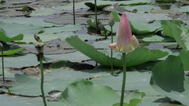 Sakin sularda zarafet çiçek açar.