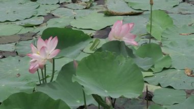 Sakin sularda zarafet çiçek açar.