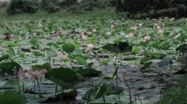 Huzurlu dinginlik göletin kalbinde çiçek açar.