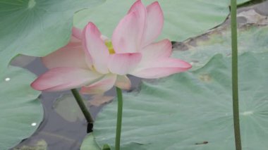 Göletin kalbinde barış çiçek açar.