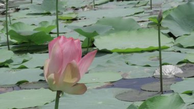 Sakin sularda zarafet çiçek açar.