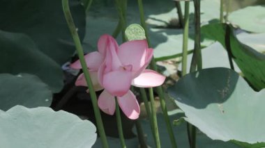 Sakin sularda zarafet çiçek açar.