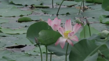 Sakin sularda zarafet çiçek açar.
