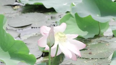 Sakin sularda zarafet çiçek açar.