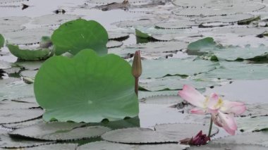 Nilüfer havuzunun kalbinde barış çiçek açar.