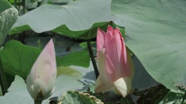 Havuzun kalbinde zarafet çiçek açar.