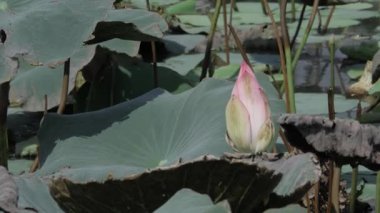 Nilüfer, göletin göletindeki şafak gibi saftır.
