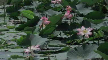 Sakin sularda zarafet çiçek açar.