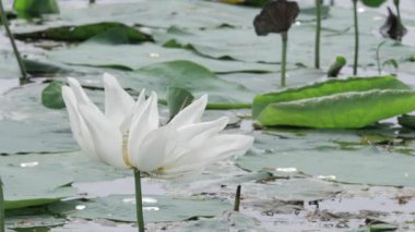Sakin sularda zarafet çiçek açar.