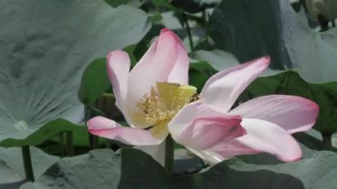 Sakin sularda zarafet çiçek açar.