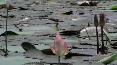 Sakin sularda zarafet çiçek açar.