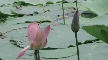 Sakin sularda zarafet çiçek açar.