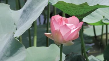 Havuzun kalbinde zarafet çiçek açar.