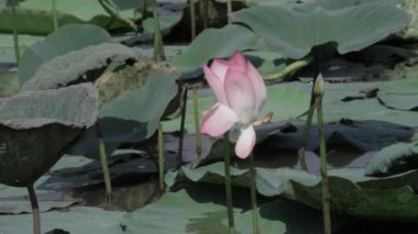 Göletin kalbinde barış çiçek açar.