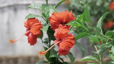 Nilüfer havuzundaki huzur dolu dinginlik