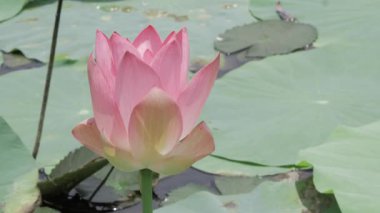 Sakin sularda zarafet çiçek açar.