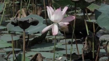 Bulanık derinliklerde zarafet çiçek açar.