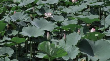 Sakin sularda zarafet çiçek açar.