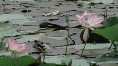 Nilüfer huzur içinde çiçek açar.