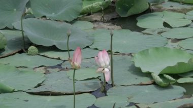 Nilüfer, dingin ve saf bir göletin kalbinde açar.