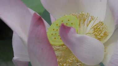 Nilüfer göletinde zarafet çiçek açar.