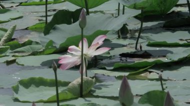 Sakin sularda zarafet çiçek açar.