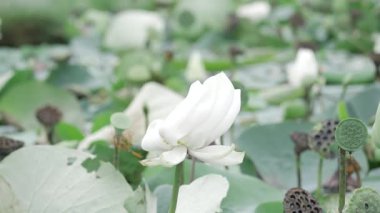 Nilüfer çiçeğindeki zarafet dingin bir gölette