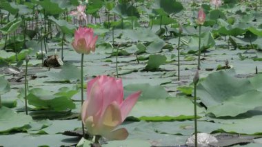 Sakin sularda zarafet çiçek açar.