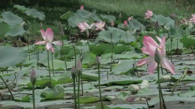 Nilüfer dolu bir gölette huzur dolu bir dinginlik