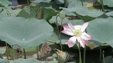 Göletin kalbinde barış çiçek açar.