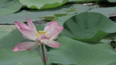 Sakin sularda zarafet çiçek açar.