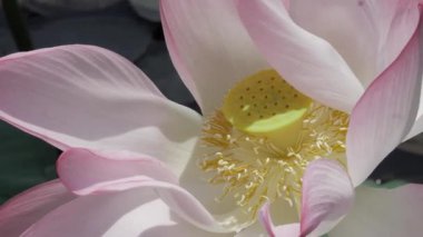 Sakin sularda zarafet çiçek açar.