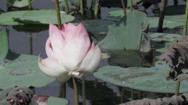 Sakin sularda zarafet çiçek açar.