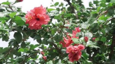 Vibrant Red Floral Elegance - A Visual Garden Delight