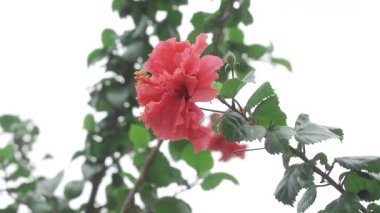 Bold Beauty - A Glimpse into the World of Red Floral Elegance