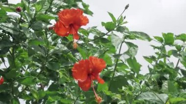 Vibrant Red Floral Elegance - A Gorgeous Garden Delight