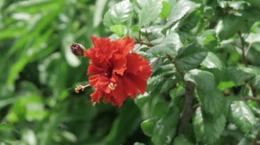 Striking Red Floral Blossom in a Vibrant Garden